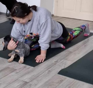 Dokonalá dvojice v akci na Pet Yoga! Když se spojí pohyb, radost a láska k mazlíčkům. 🐕🧘‍♀️ Děkujeme za sdílení této...